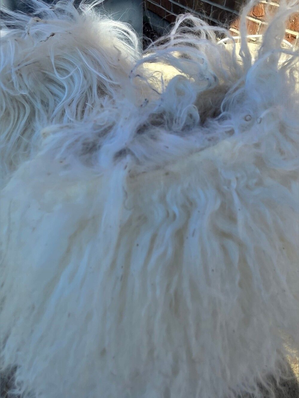 BearPaw Boetis ll Real White Lamb Fur Wool Lined Boots Womens Size 7 - Picture 4 of 15